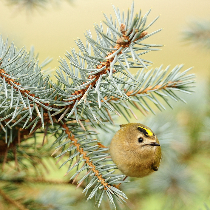 British Birds, British Mammals, views, scenes and panoramic photos of